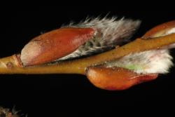 Salix ×rubra. Inflorescence bud scales.
 Image: D. Glenny © Landcare Research 2020 CC BY 4.0